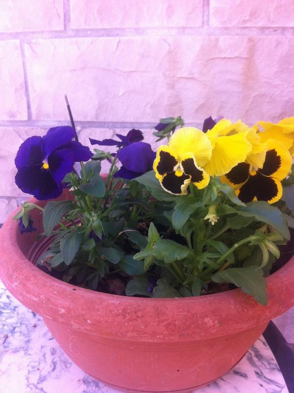Studio Old Town سبليت الغرفة الصورة